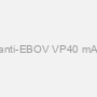 Mouse anti-EBOV VP40 mAb (3G5)